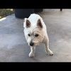 westie487